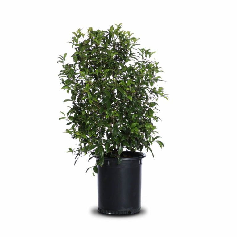 Sweet Olive Landscape Plant Source Landscape Plant Source